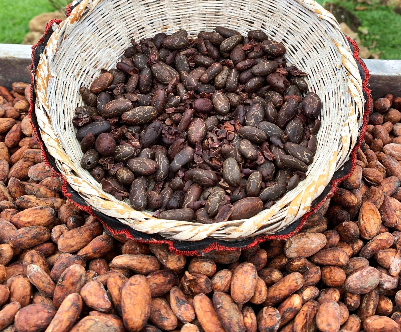 Línea de Cacao
